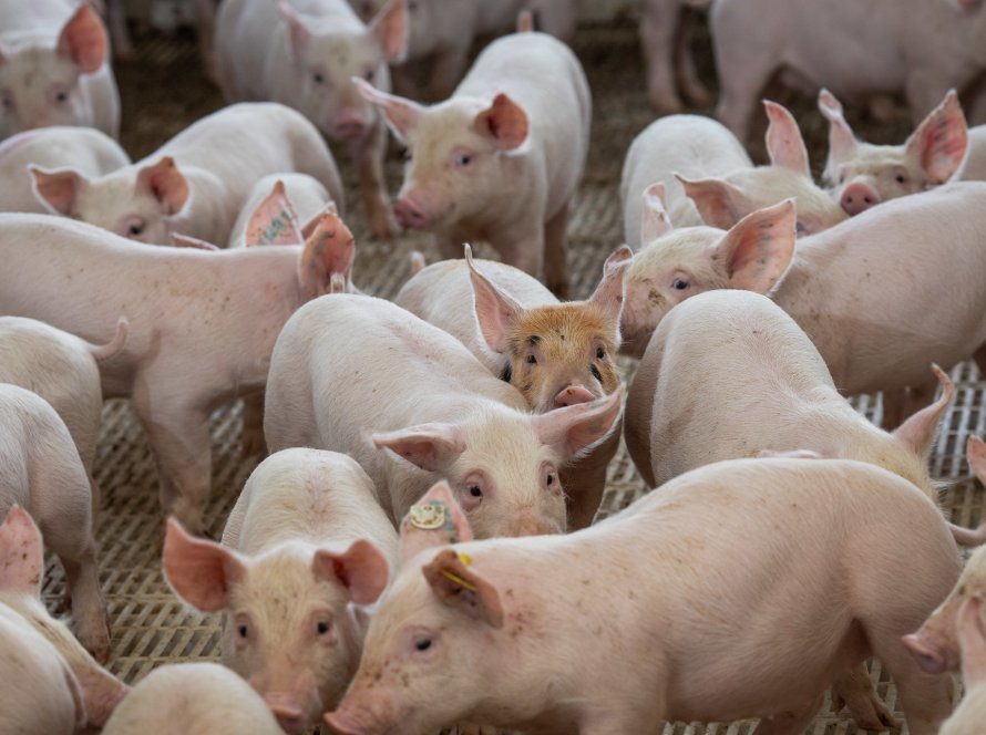 Exportação de carne suína em julho fecha com números superiores a junho/22