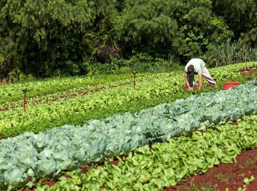 Governo de Goiás divulga resultado preliminar do Programa Aquisição de Alimentos Estadual