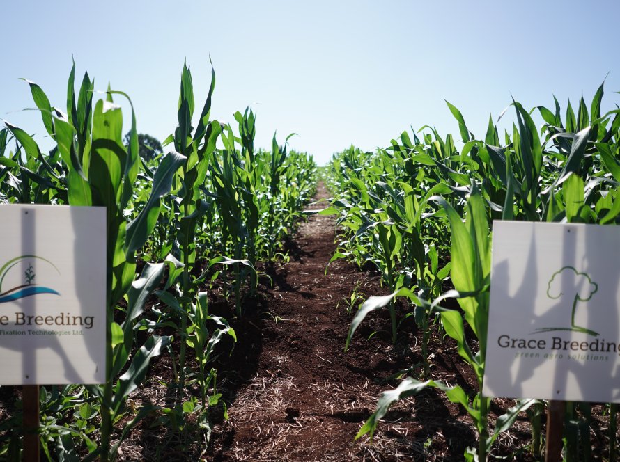 Milho: Chega ao mercado MAOZ, uma tecnologia biofertilizante inédita focada no aumento da eficiência do uso de nitrogênio