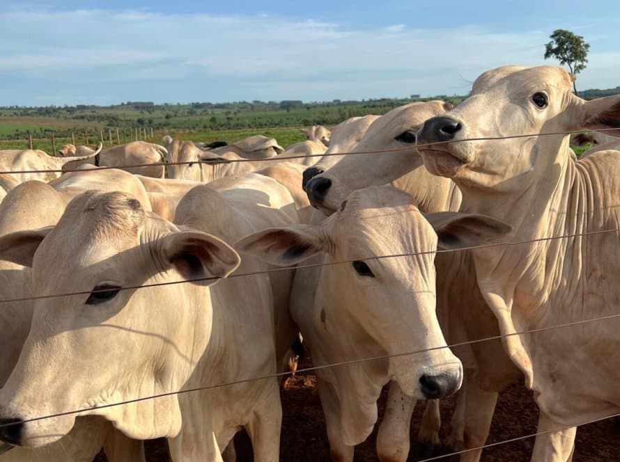 Pecuaristas de Mato Grosso não vão sofrer sanção na atualização do estoque de rebanho