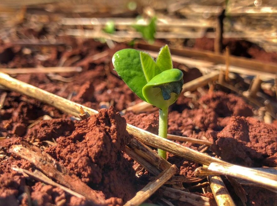 Produto inédito da pesquisa brasileira ajuda a minimizar os danos causados pelo enfezamento no milho e potencializa altas produtividades na soja