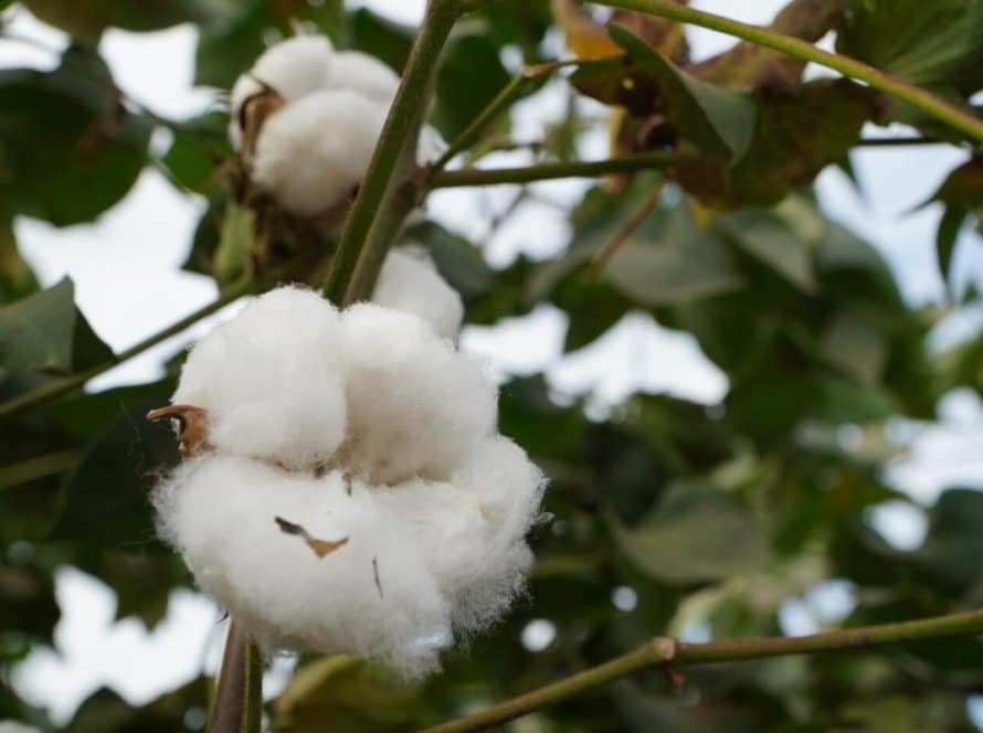 Produtores sinalizam substituir milho por algodão em Mato Grosso