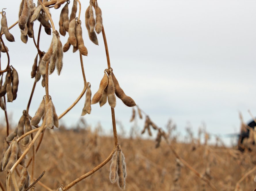 Soja volta a recuar em Chicago nesta 4ª feira, mantendo volatilidade antes do novo USDA