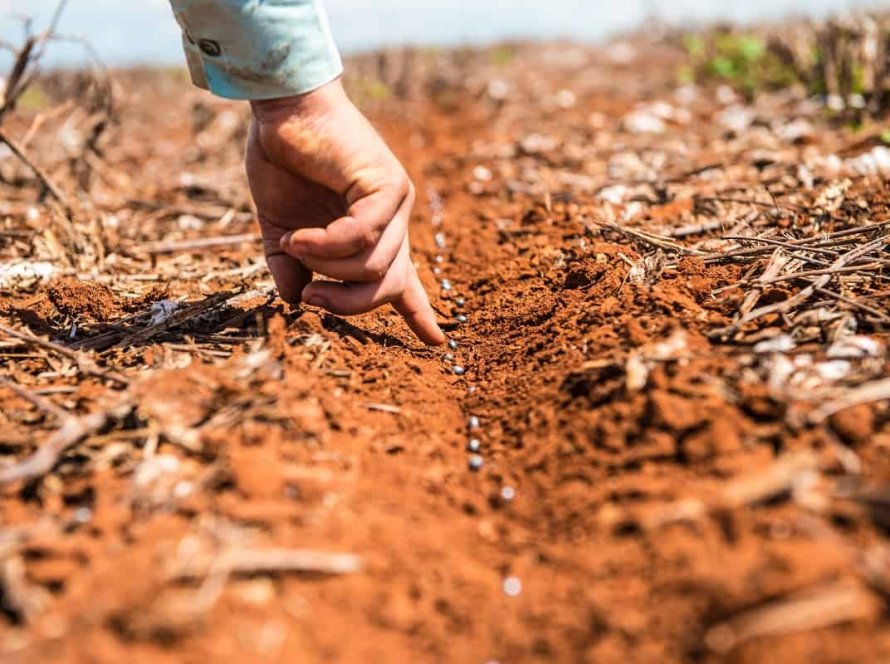 Calendário do plantio de soja em Santa Catarina é ampliado