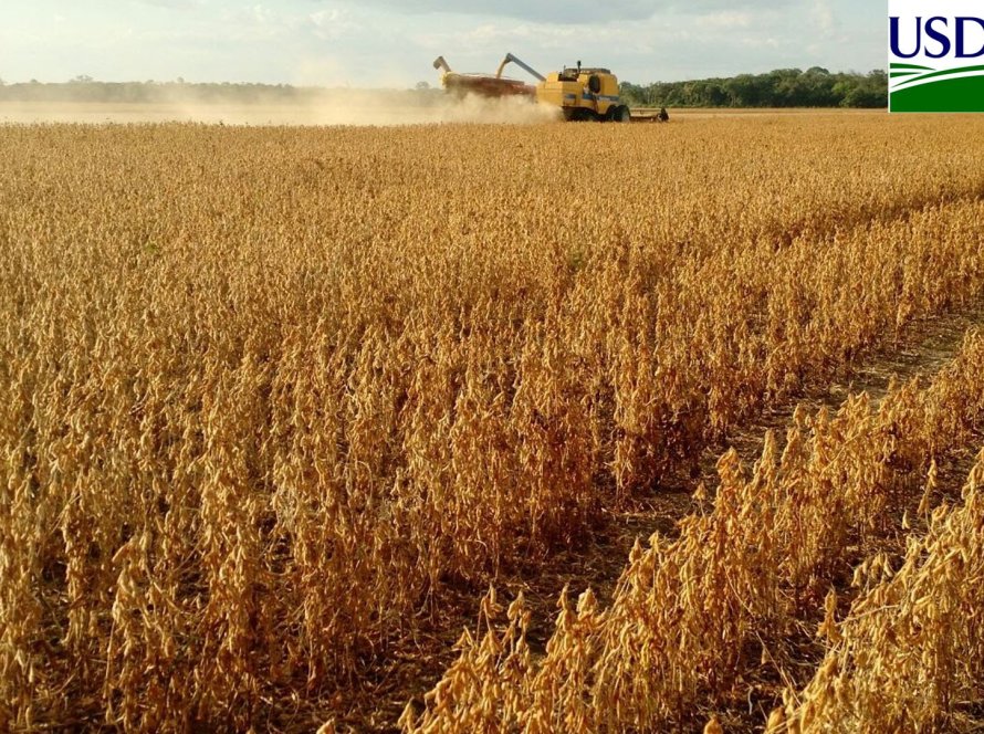 Com dados de campo, USDA de setembro deve trazer safras menores de soja e milho nos EUA