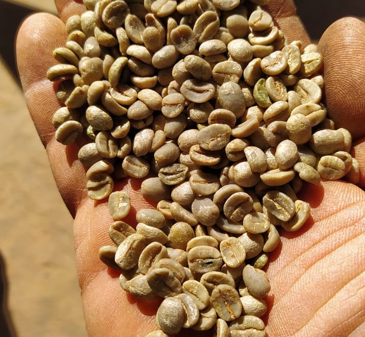 De olho nas chuvas do BR e monitorando preparativos da safra do Vietnã, café encerra com ajustes