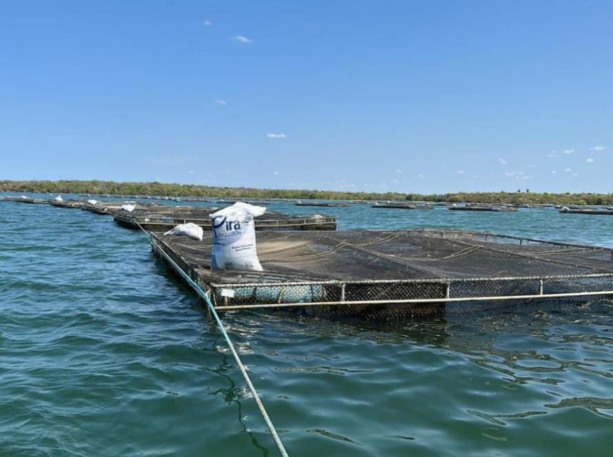 Nutrição de alta tecnologia ajuda nos desafios de criar peixes em altas temperaturas