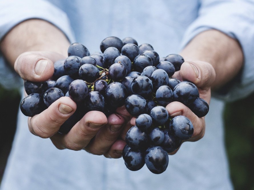 Produtores de uvas do Vale do São Francisco vão ampliar exportações para os Estados Unidos