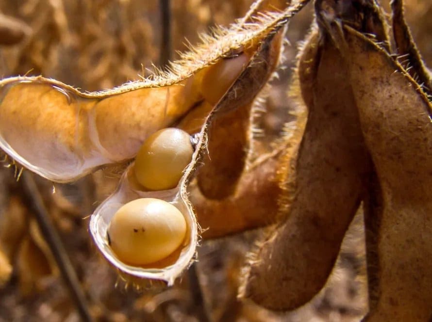 Soja: Mercado futuro passa a operar com baixas na tarde desta 6ª feira em Chicago