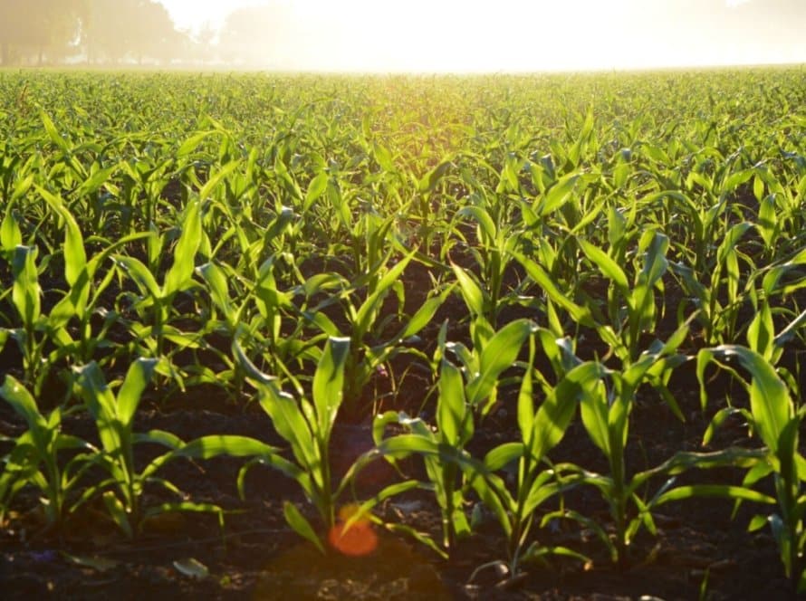 Soja, milho e café puxam mercado de biocontrole no Brasil