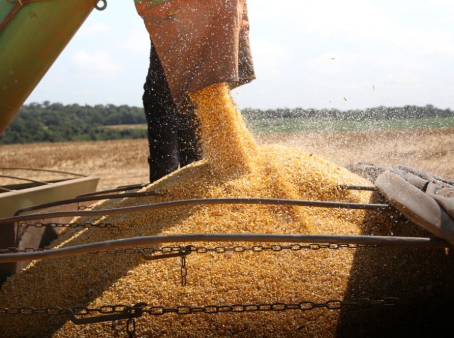 Solução da Mosaic Fertilizantes eleva produtividade de milho em até 6 sacas por hectare