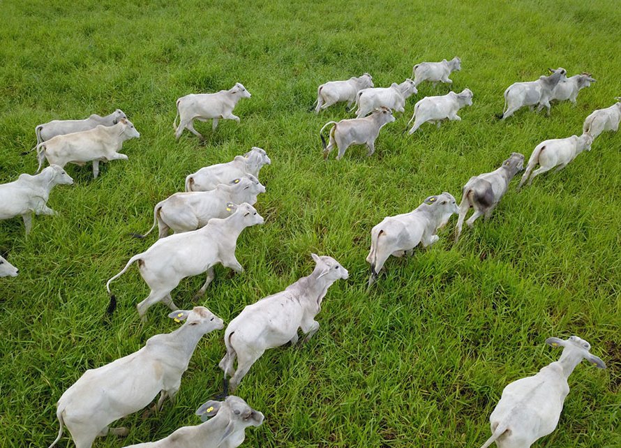 Sua fazenda está preparada para o clima de transição?