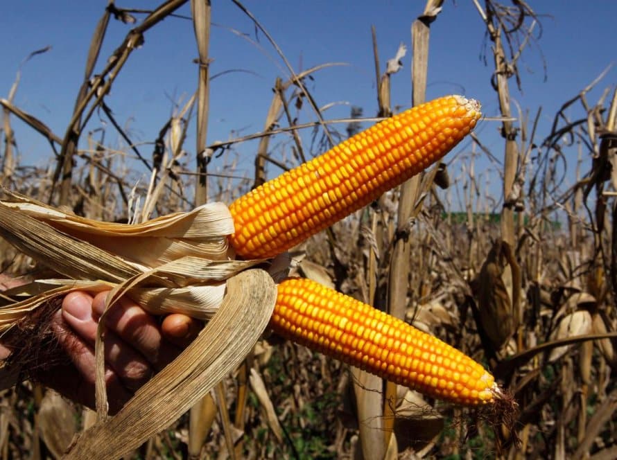 USDA aumenta safra de milho e Bolsas respondem caindo nesta terça-feira