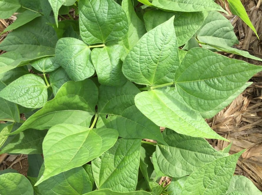 Agrodefesa alerta para o fim do vazio sanitário do feijão em todas as regiões de Goiás