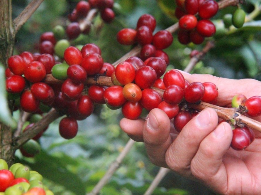 Café: Nova York testa leves altas após semana de pressão, mas mantém foco nas chuvas no BR