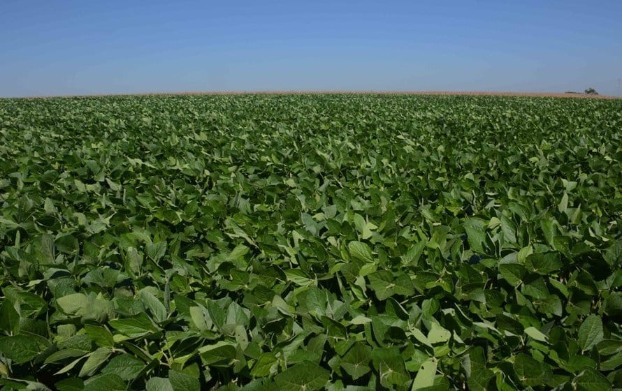 Com boa umidade do solo em Goiás e região Sul do Mato Grosso após onda de calor, plantio da soja ganha ritmo, destaca EarthDaily Agro