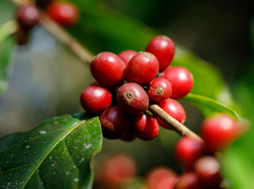 Pressão das chuvas persiste e café recua mais de 200 pontos em Nova York