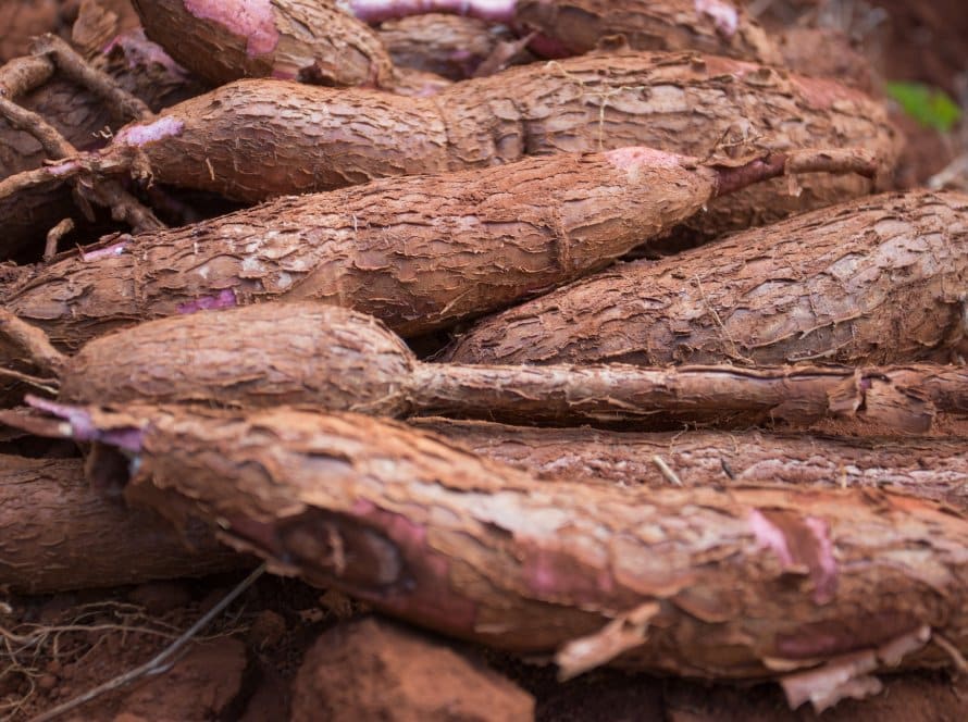 Produção de mandioca deve totalizar 207,7 mil toneladas este ano em Goiás