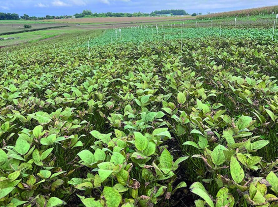 Seca e temperaturas altas impactam zona da soja nas próximas semanas