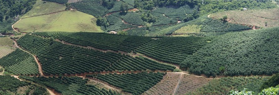 Chuva não chega no final semana, arábica reage e NY avança 2,70%