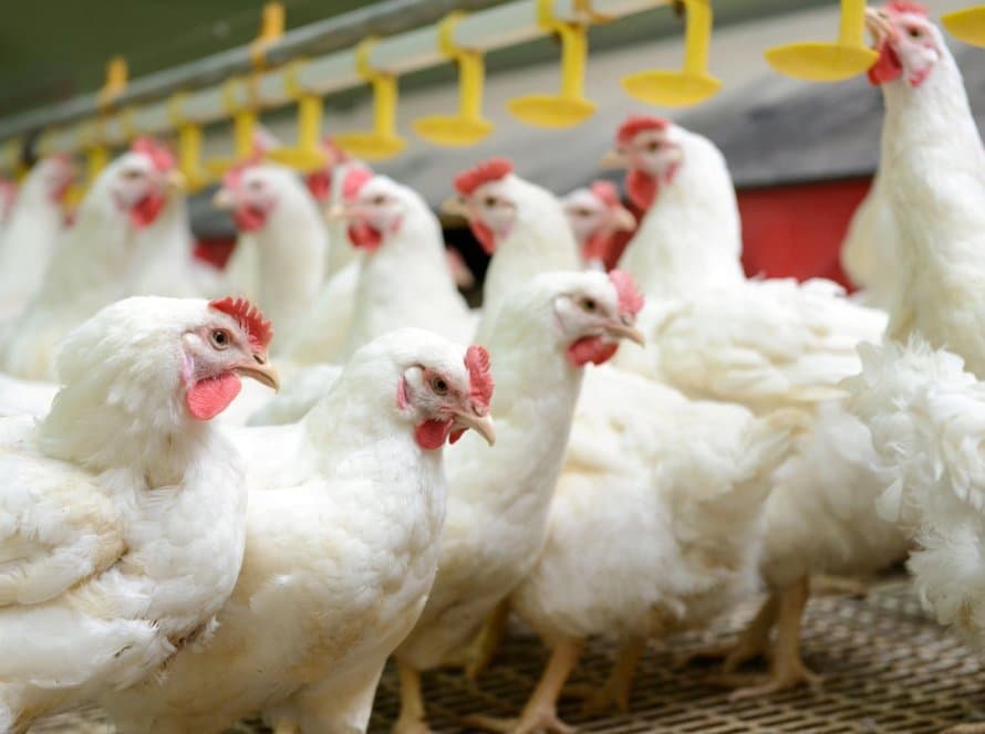 Exportação de carne de frango do Brasil mantém ritmo para recorde em 2023, diz ABPA