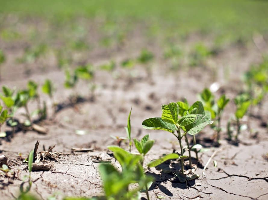 Soja acelera altas com apoio dos ganhos do farelo e monitorando clima adverso no Brasil