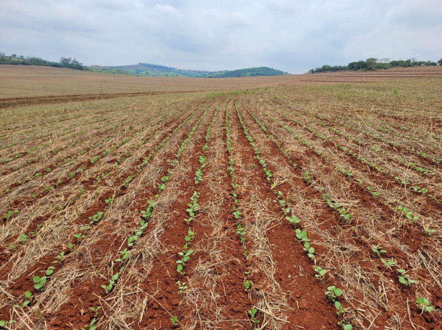 AgRural: Com plantio em 85%, produção de soja do Brasil cai para 159,1 mi de t