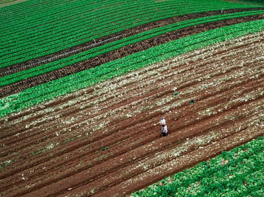 Aplicação do crédito rural chega a R$ 217 bilhões em cinco meses do atual Plano Safra