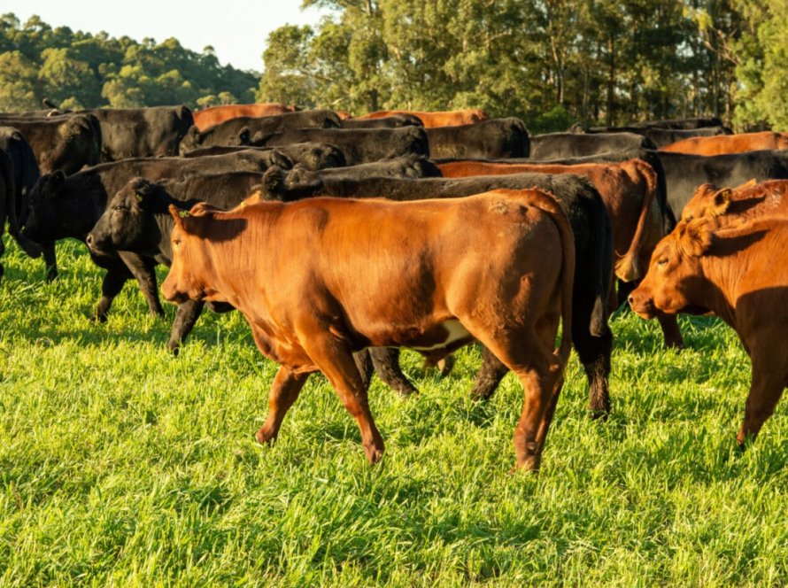 Brasil conquista abertura de mercado no Peru para exportação de farinha de carne e ossos bovinos