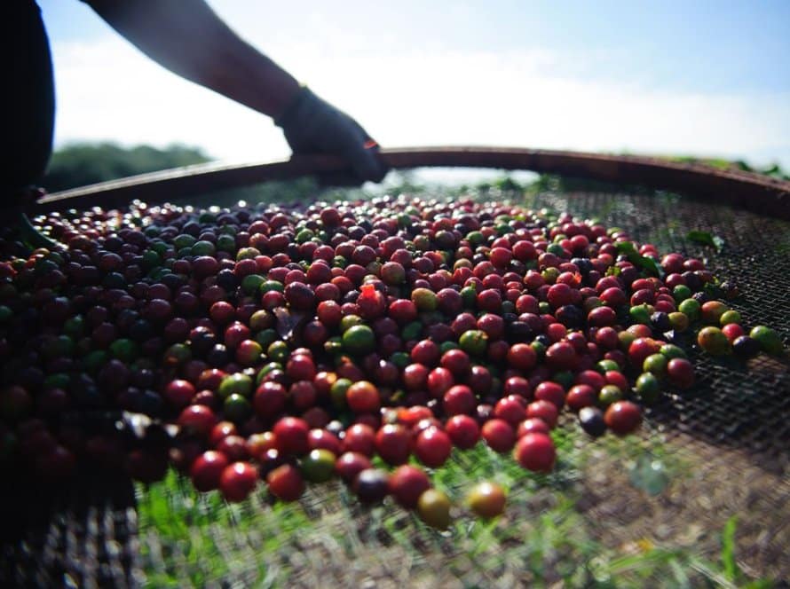 Café: Chuvas voltam ao radar, volatilidade continua e arábica recua em Nova York