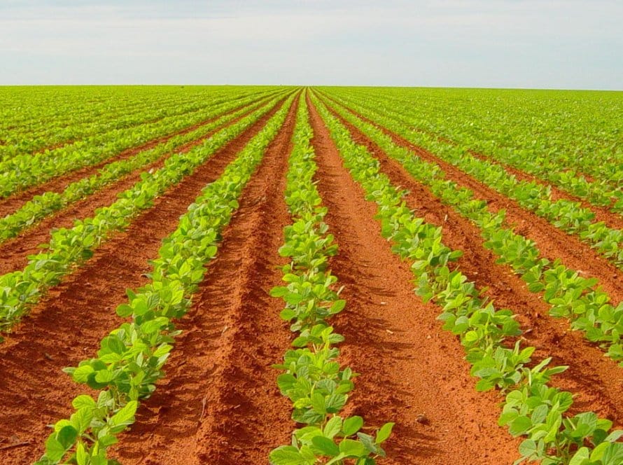 Com condições climáticas favoráveis à cultura, plantio do algodão acelera na Bahia