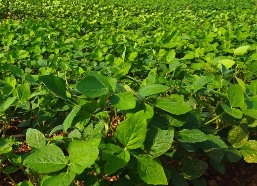 Conab divulga calendário de 2024 de levantamentos das safras agrícolas