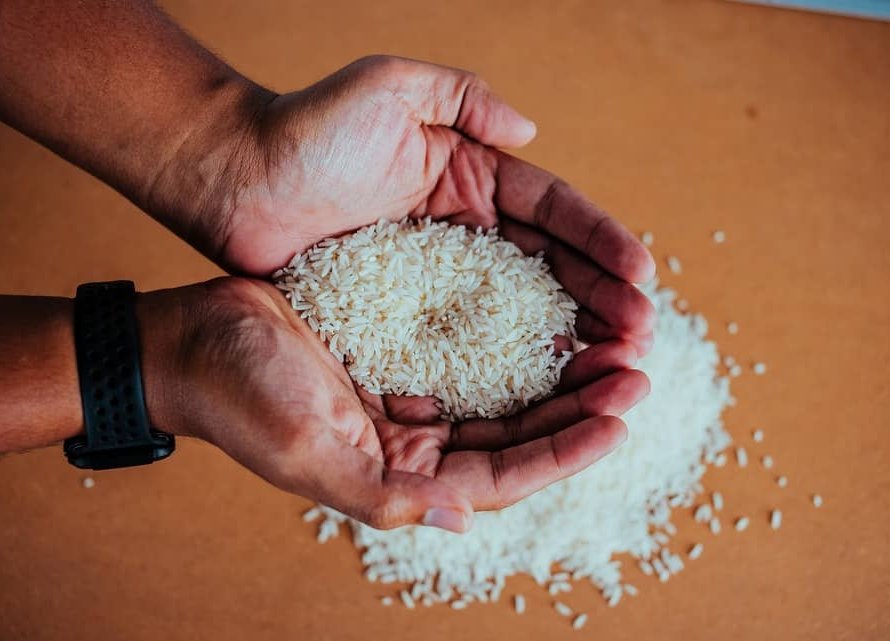 FEDERARROZ: Preços estimulam produtor de arroz e garantem abastecimento para 2024