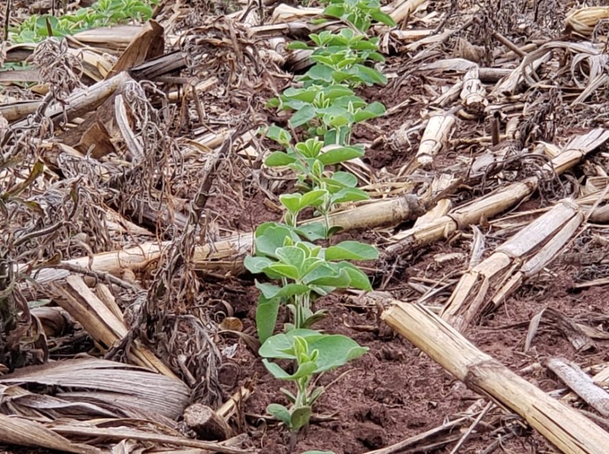 Plantio da safra de soja é prorrogado até o dia 13 de janeiro em Mato Grosso do Sul