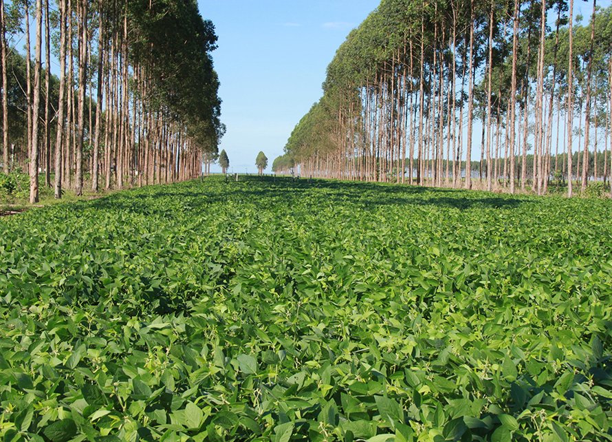 Agro em Dados destaca panorama atual e perspectivas para a agricultura e pecuária em Goiás