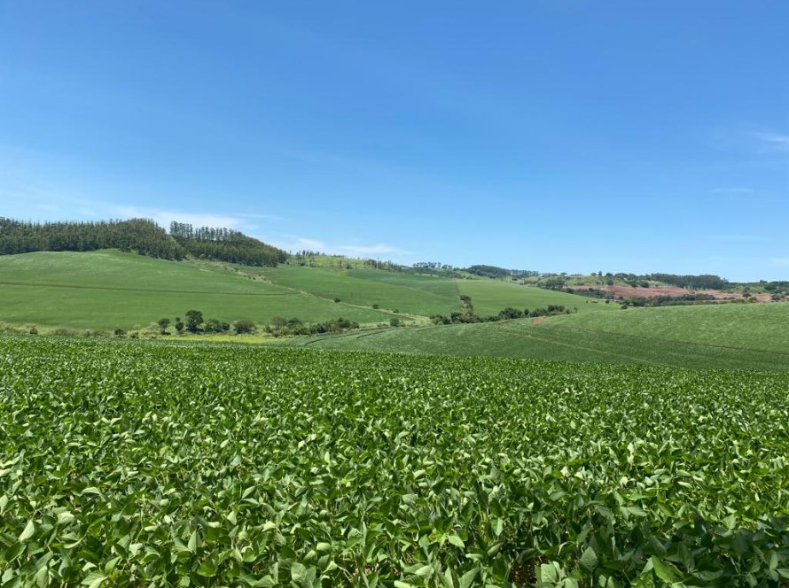 Área plantada de soja aumenta 1,7% na safra 2023/24