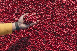 Café: quais são os desafios climáticos para a safra 24/25 do Brasil? Confira análises da hEDGEpoint