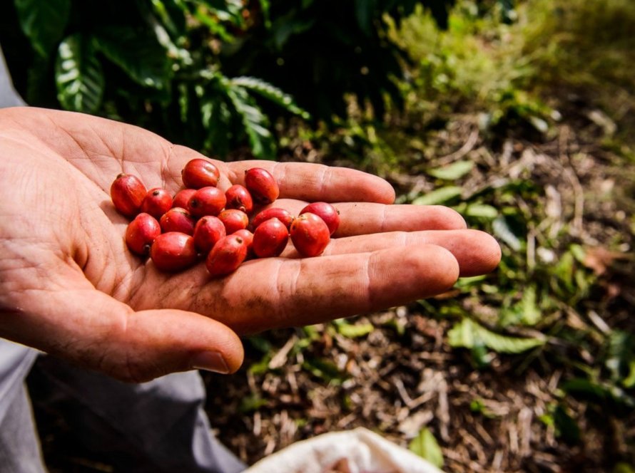 Café/Cepea: Clima deve ser o grande desafio à produção nacional