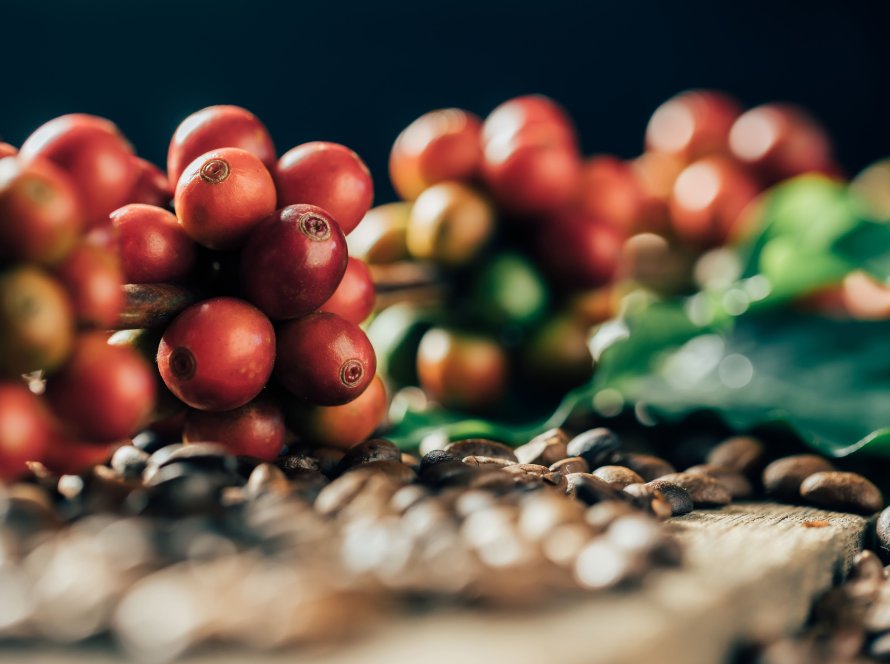 Cenário atual do cultivo de café arábica em Goiás é o destaque do Agro em Dados