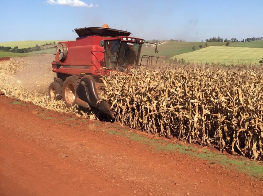 Colheita do milho verão apresenta produtividades abaixo do esperado no Paraná, indica Deral