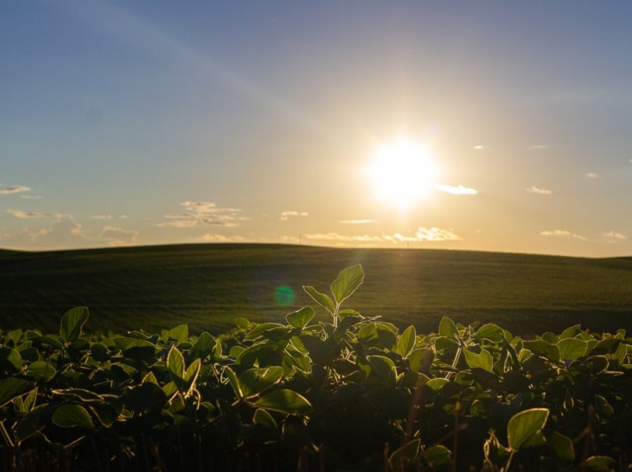 Dados do 3° trimestre apontam crescimento de 21% no PIB da soja e do biodiesel em 2023