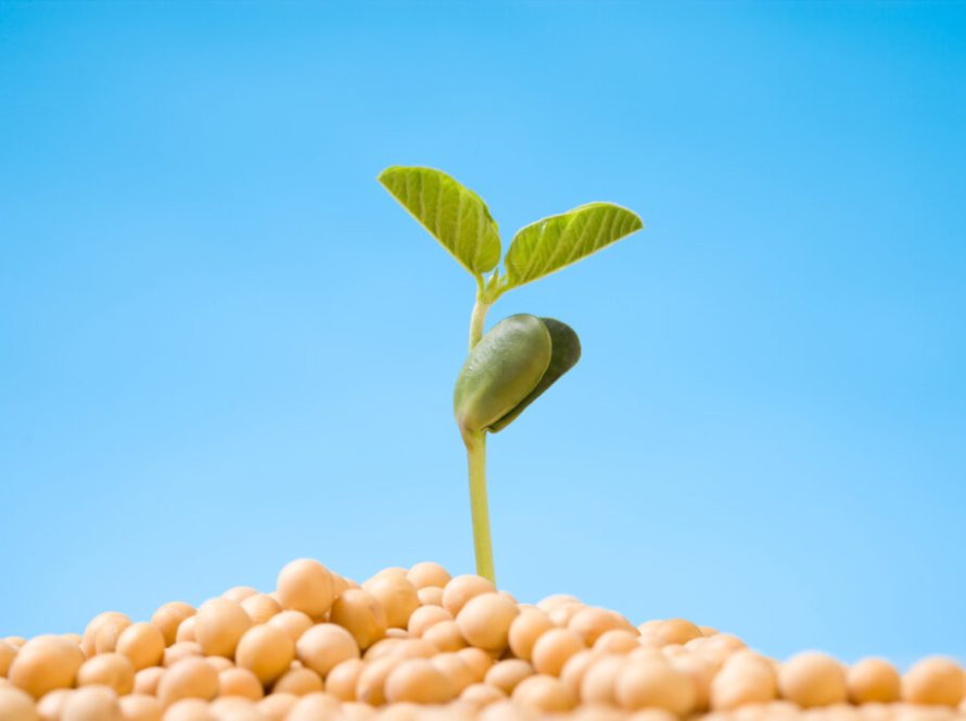 Fundação MT inicia dias de campo com novo formato e foco em soluções para cultivo e manejo da soja