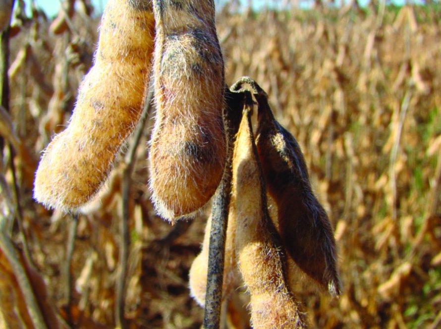 Pelo quinto ano consecutivo Goiás emplaca dez atividades bilionárias na agropecuária