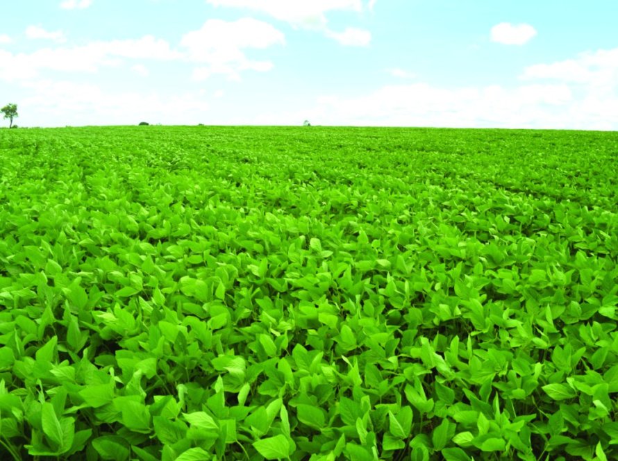 Produtores de soja do Mato Grosso têm até 15 de fevereiro para atualizarem cadastro no Indea