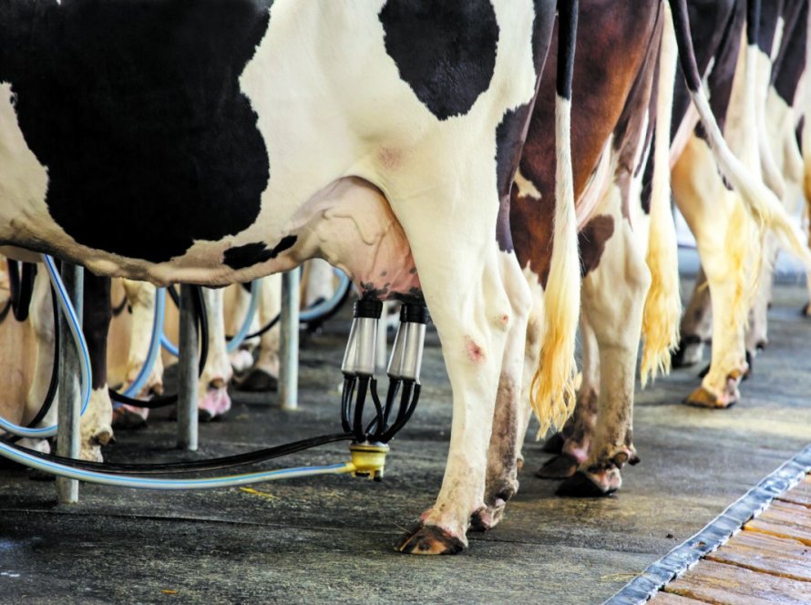 Rondônia volta a faturar mais de R$ 1 bilhão com leite, porém gado de corte tem queda no VBP