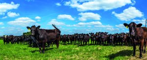 VBP do Mato Grosso do Sul aumenta, mas não chega ao recorde de 2021