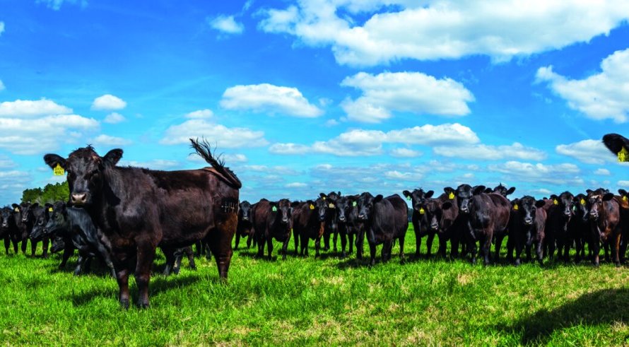 VBP do Mato Grosso do Sul aumenta, mas não chega ao recorde de 2021