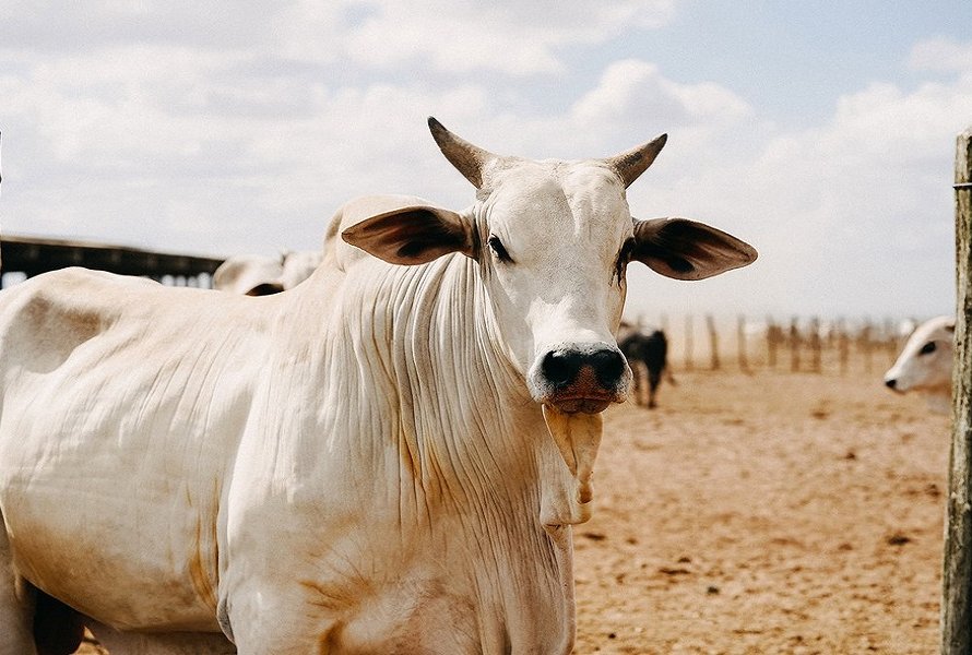 Brasil amplia oportunidades de exportação de carnes bovinas e de aves para Rússia