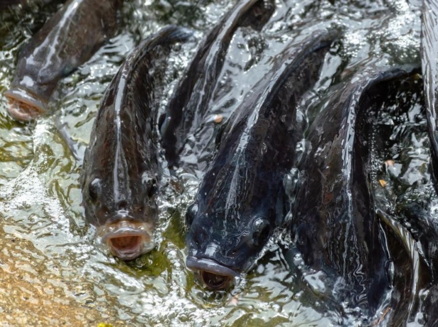 ApexBrasil e Abipesca firmam convênio de mais de R$ 8 milhões para elevar Brasil a uma referência mundial na exportação de pescados