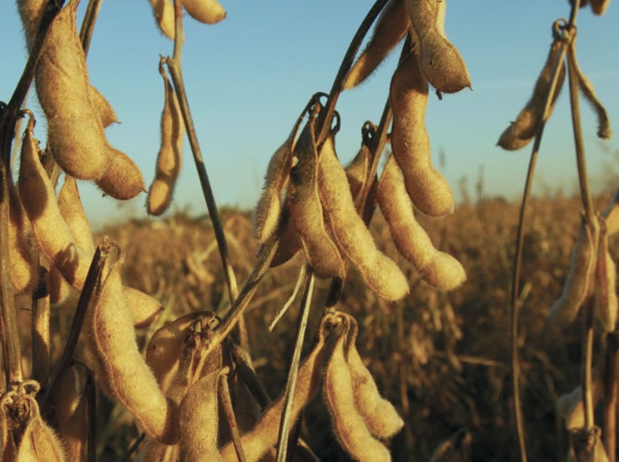 AgRural: Com colheita de soja em 16% da área no Brasil, alerta agora é no Sul